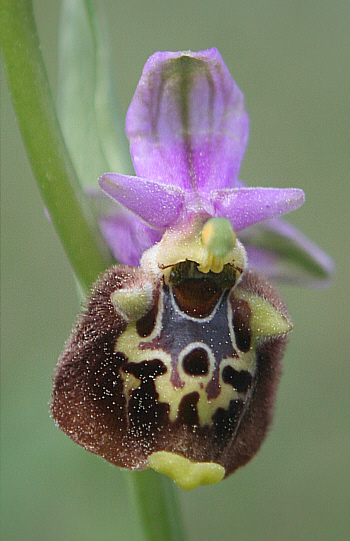Ophrys episcopalis, Laerma.