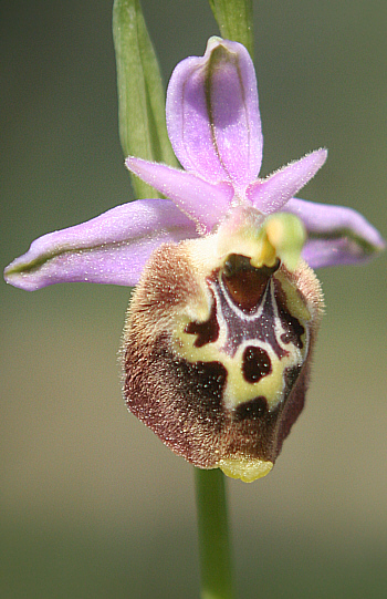 Ophrys episcopalis, Laerma.