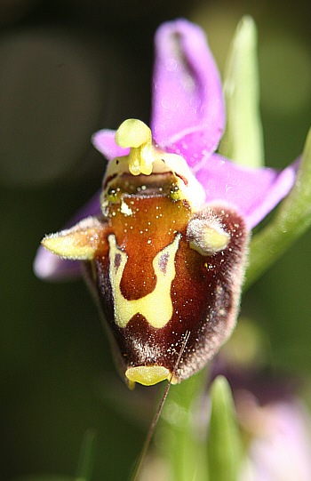 Ophrys episcopalis, Profitis Ilias.
