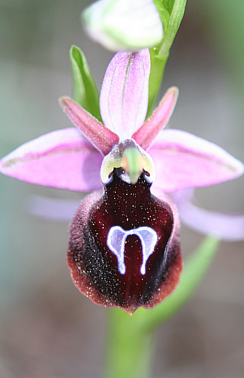 Ophrys ferrum-equinum, Mesanagros.