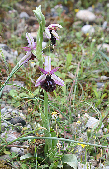 Ophrys ferrum-equinum, Laerma.