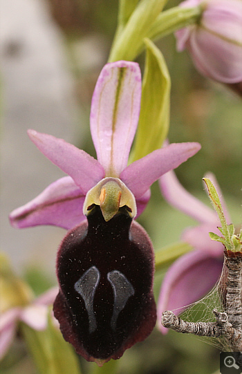 Ophrys ferrum-equinum, Lambokambos.