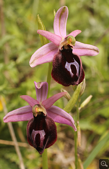 Ophrys ferrum-equinum, Ampelokipi.