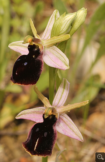 Ophrys ferrum-equinum, Ampelokipi.