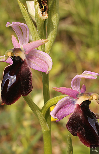 Ophrys ferrum-equinum, Ampelokipi.