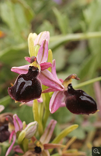 Ophrys ferrum-equinum, Lambokambos.