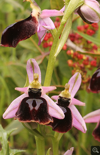 Ophrys ferrum-equinum, Ampelokipi.