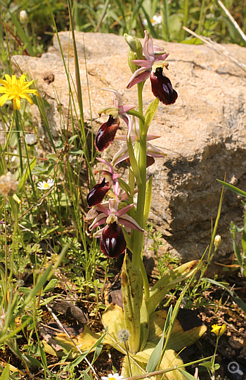 Ophrys ferrum-equinum, Agia Marina.