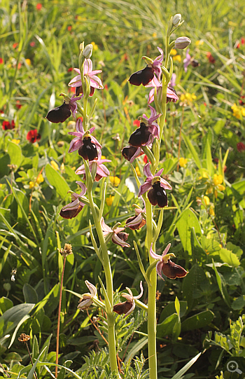 Ophrys ferrum-equinum, Militsa.