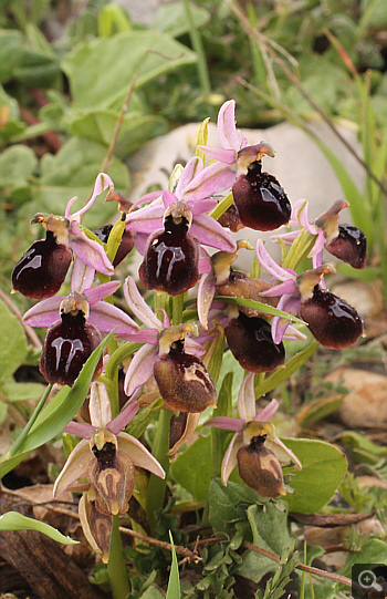 Ophrys ferrum-equinum, Lambokambos.