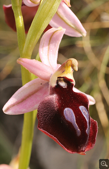 Ophrys ferrum-equinum, Tsaritsani.