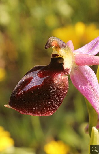 Ophrys ferrum-equinum, Ramnounta.
