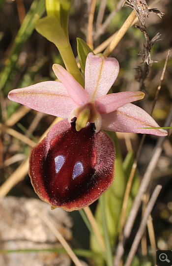 Ophrys ferrum-equinum, Tsaritsani.