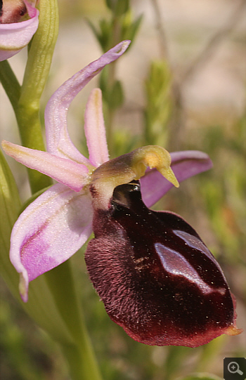 Ophrys ferrum-equinum, Tsaritsani.