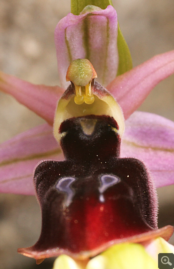 Ophrys ferrum-equinum, Tsaritsani.