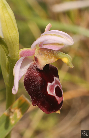 Ophrys ferrum-equinum, Tsaritsani.