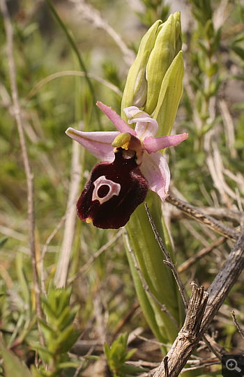 Ophrys ferrum-equinum, Tsaritsani.