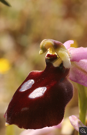 Ophrys ferrum-equinum, Agia Marina.