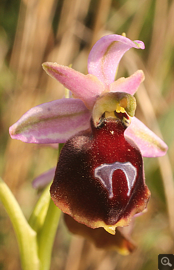 Ophrys ferrum-equinum, Militsa.
