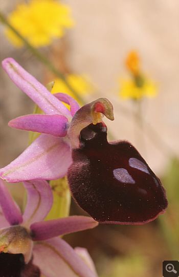 Ophrys ferrum-equinum, Markopoulo.