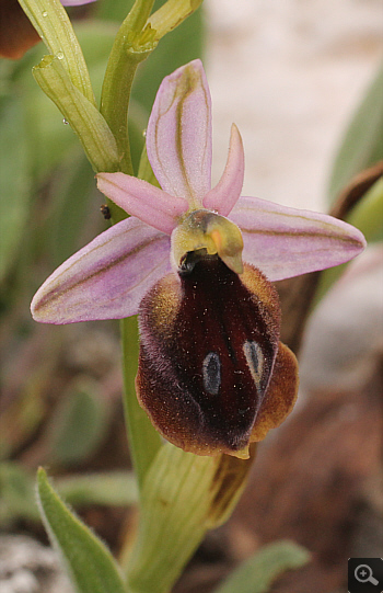 Ophrys ferrum-equinum, Lambokambos.