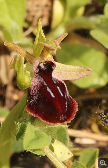 Ophrys ferrum-equinum, Valanidoussa.