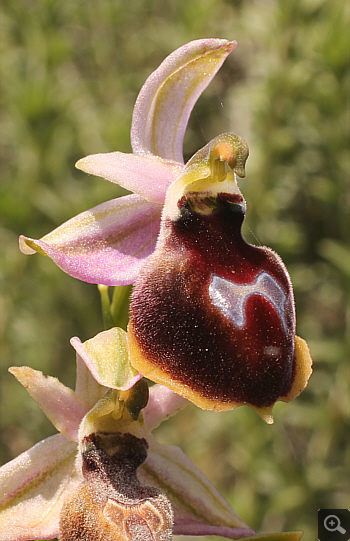 Ophrys ferrum-equinum, Agia Marina.