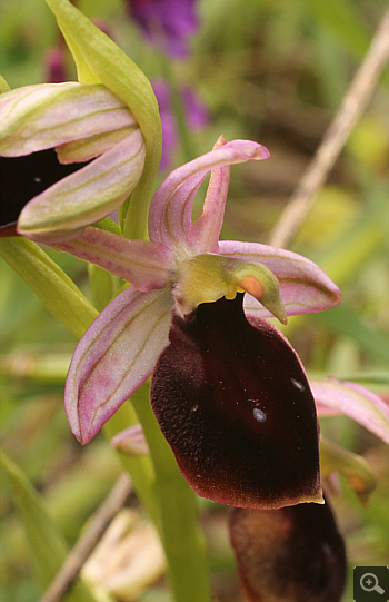 Ophrys ferrum-equinum, Ampelokipi.