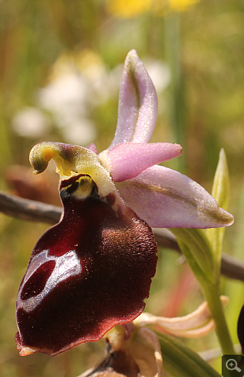 Ophrys ferrum-equinum, Agia Marina.