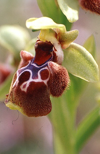 Ophrys flavomarginata, Neo Chorio.