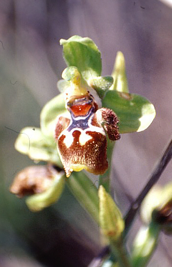 Ophrys flavomarginata, Neo Chorio.