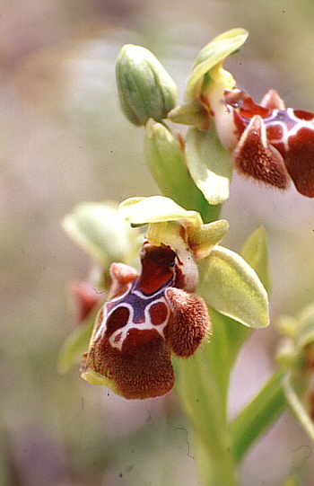 Ophrys flavomarginata, Neo Chorio.