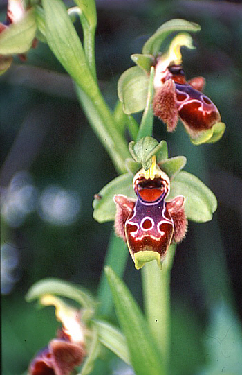 Ophrys flavomarginata, Neo Chorio.