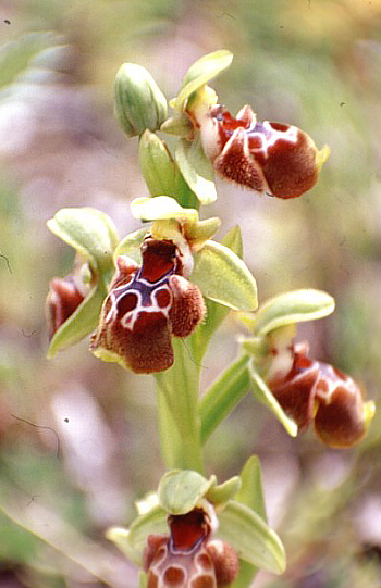 Ophrys flavomarginata, Neo Chorio.