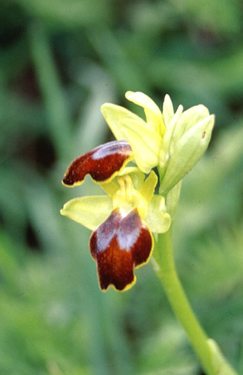 Ophrys flammeola, Caltanissetta.