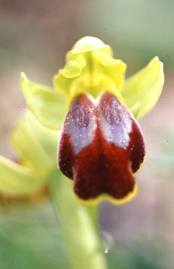 Ophrys flammeola, Caltanissetta.