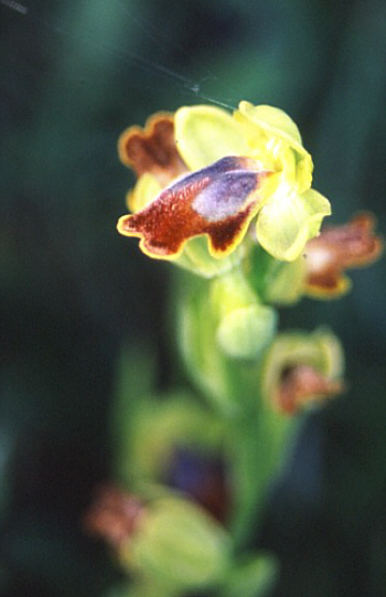 Ophrys flammeola, Caltanissetta.