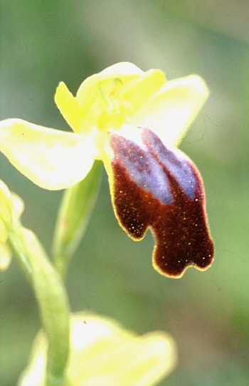 Ophrys flammeola, Caltanissetta.