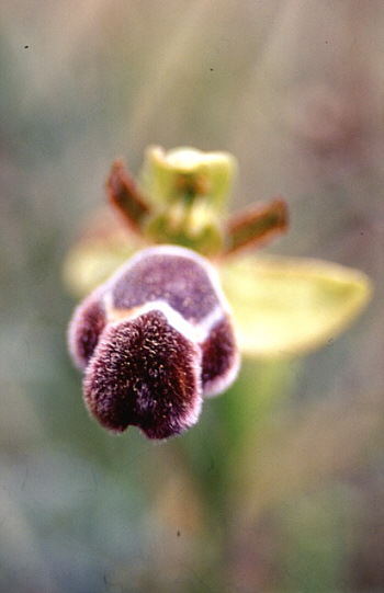 Ophrys fleischmannii, Lassiti.