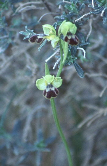 Ophrys fleischmannii, Lassiti.