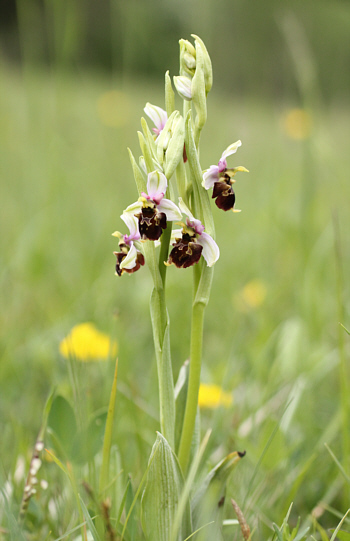 Ophrys fuciflora, south of Augsburg.