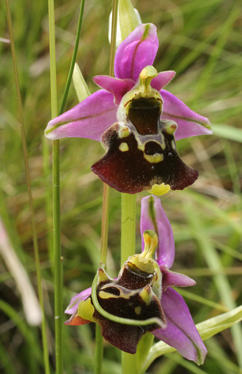 Ophrys fuciflora, Kappel.
