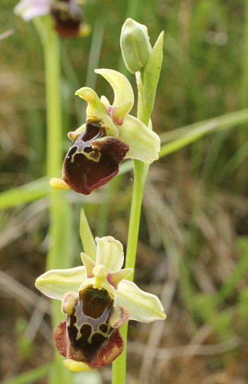 Ophrys fuciflora, Kappel.