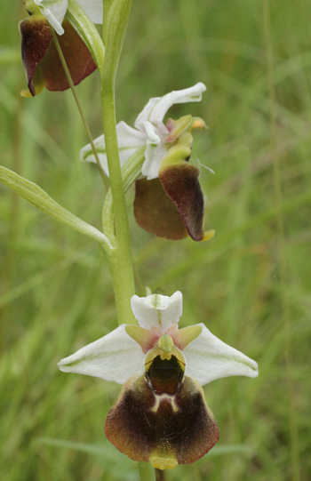 Ophrys fuciflora, Kappel.