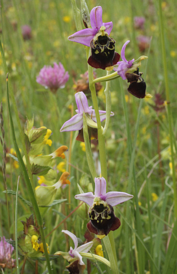 Ophrys fuciflora, Kappel.