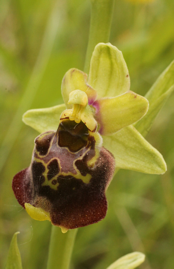 Ophrys fuciflora, Südbaden.