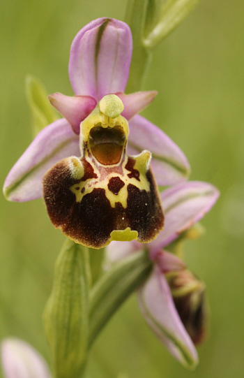 Ophrys fuciflora, Southern Baden.