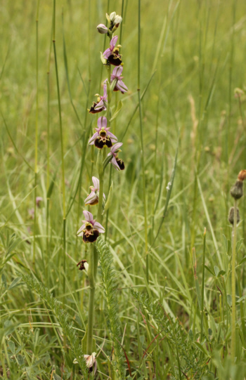 Ophrys fuciflora, Südbaden.