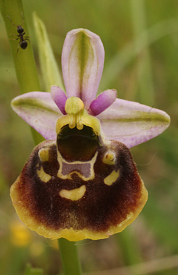 Ophrys fuciflora, Southern Baden.