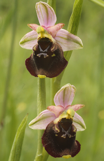 Ophrys fuciflora, Südbaden.